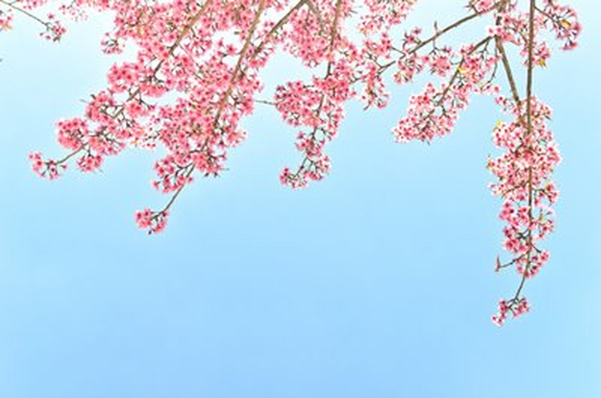 Sarkan Pembe Sakura Dalları Yatay Kanvas Tablo