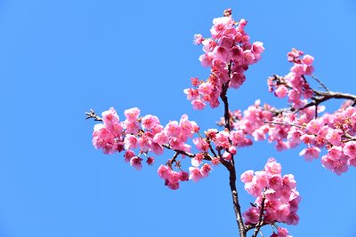 Pembe Kiraz Dalı ve Saf Mavi Gök Yatay Kanvas Tablo