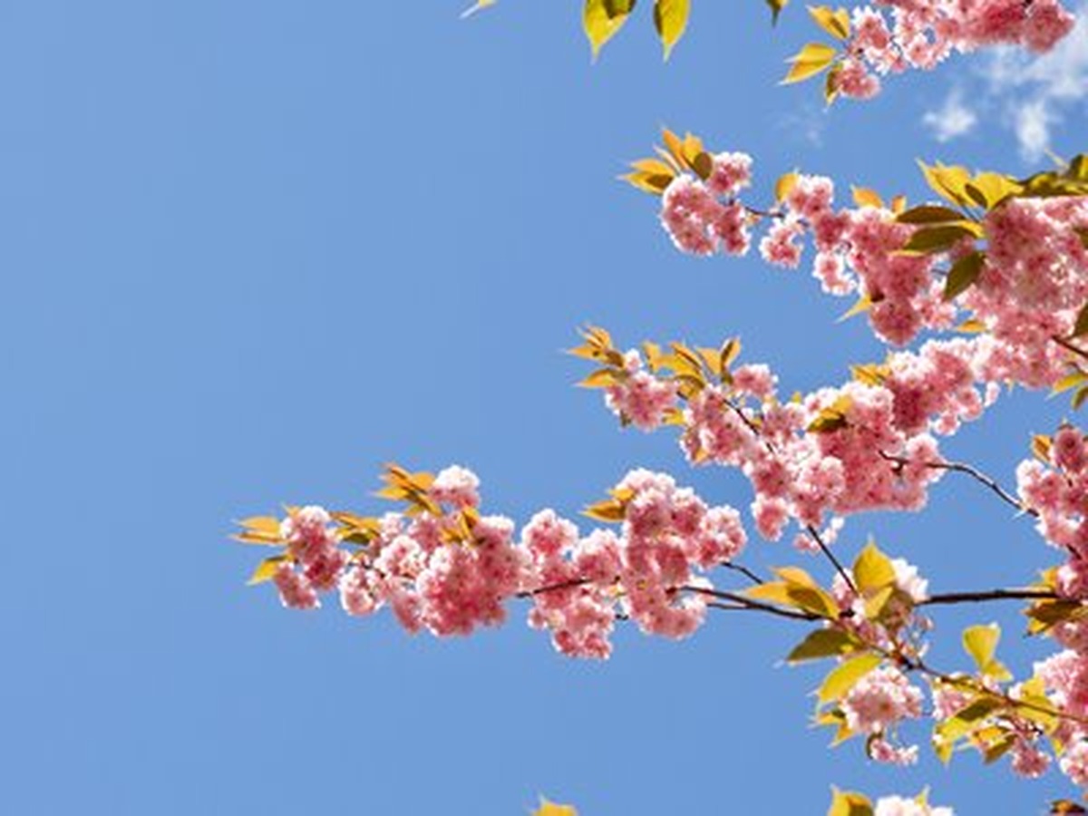 Pembe Çiçekli Dal ve Gök Mavisi Yatay Kanvas Tablo