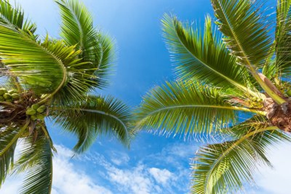 İki Palmiye ve Yaz Göğü Yatay Kanvas Tablo