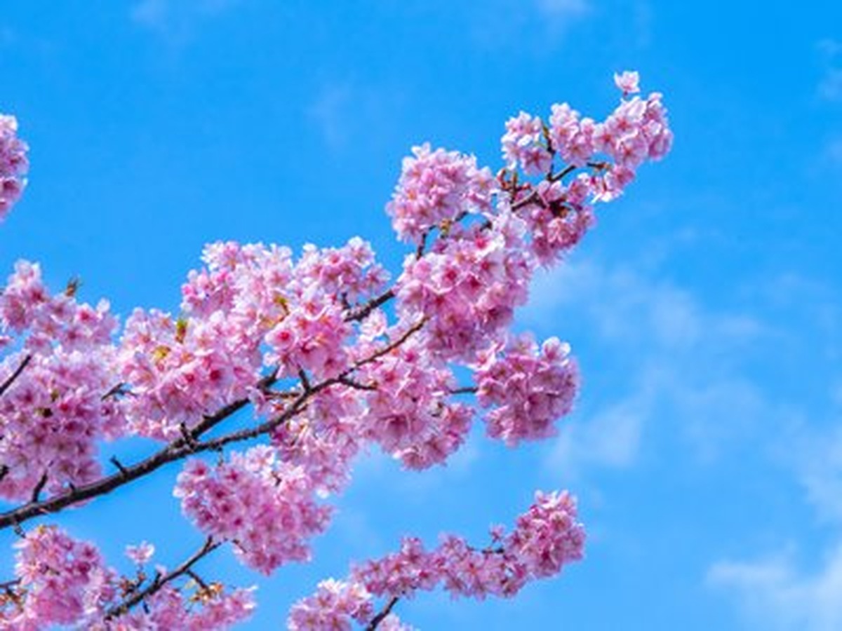 Pembe Sakura Dalı ve Mavi Gök Yatay Kanvas Tablo