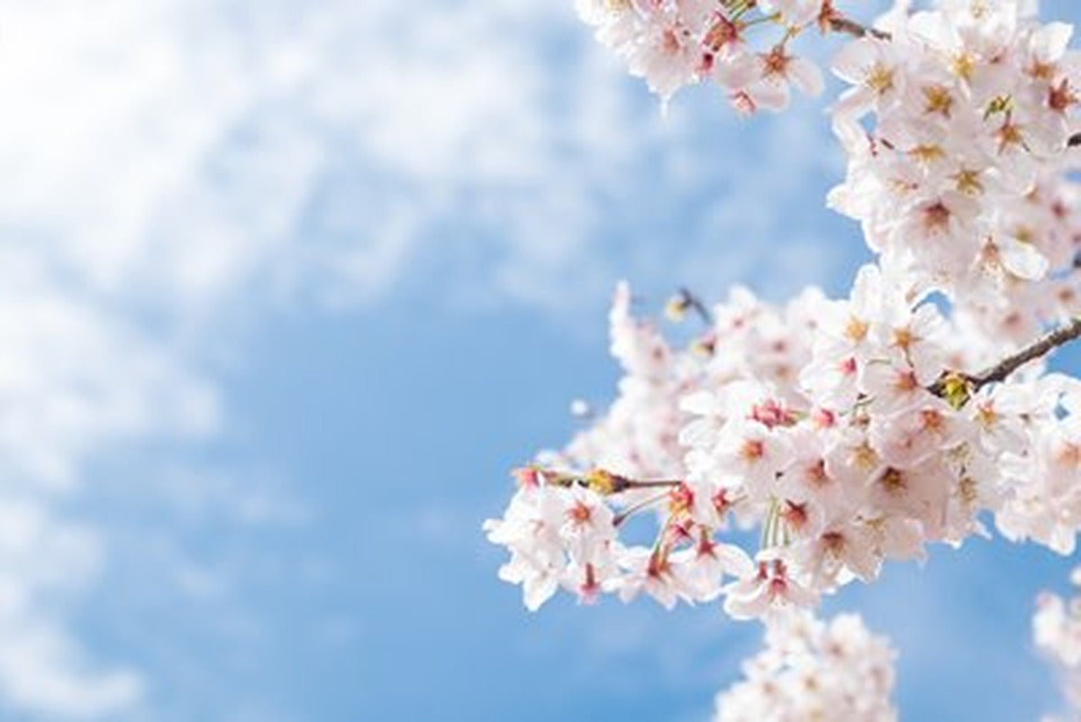 Pembe Sakura ve Bulanık Gök Yatay Kanvas Tablo