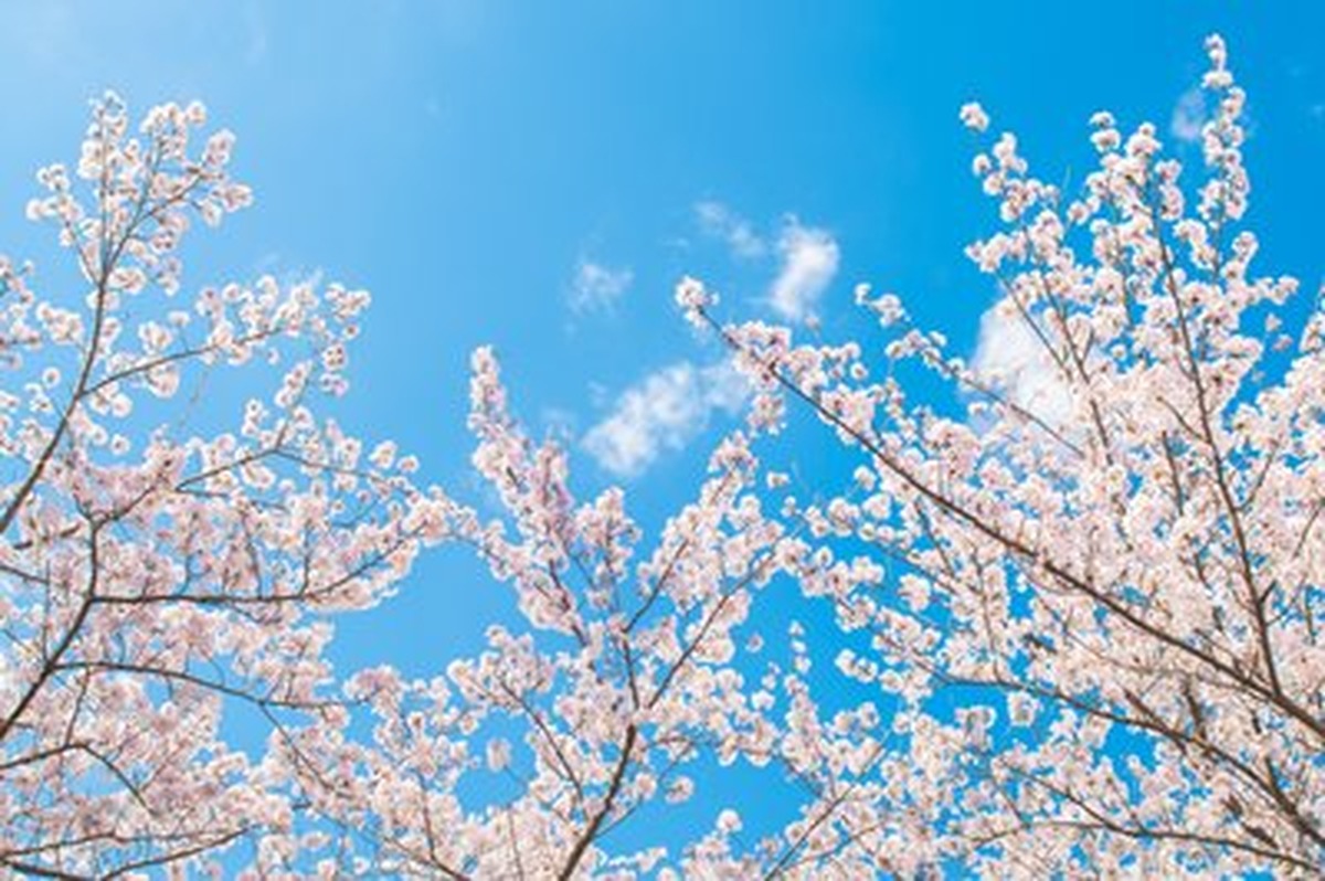 Beyaz Sakura Dalları ve Bulutlu Gök Yatay Kanvas Tablo