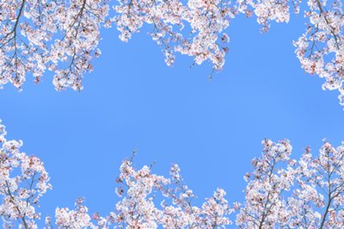 Sakura Çerçeveli Açık Mavi Gök Yatay Kanvas Tablo
