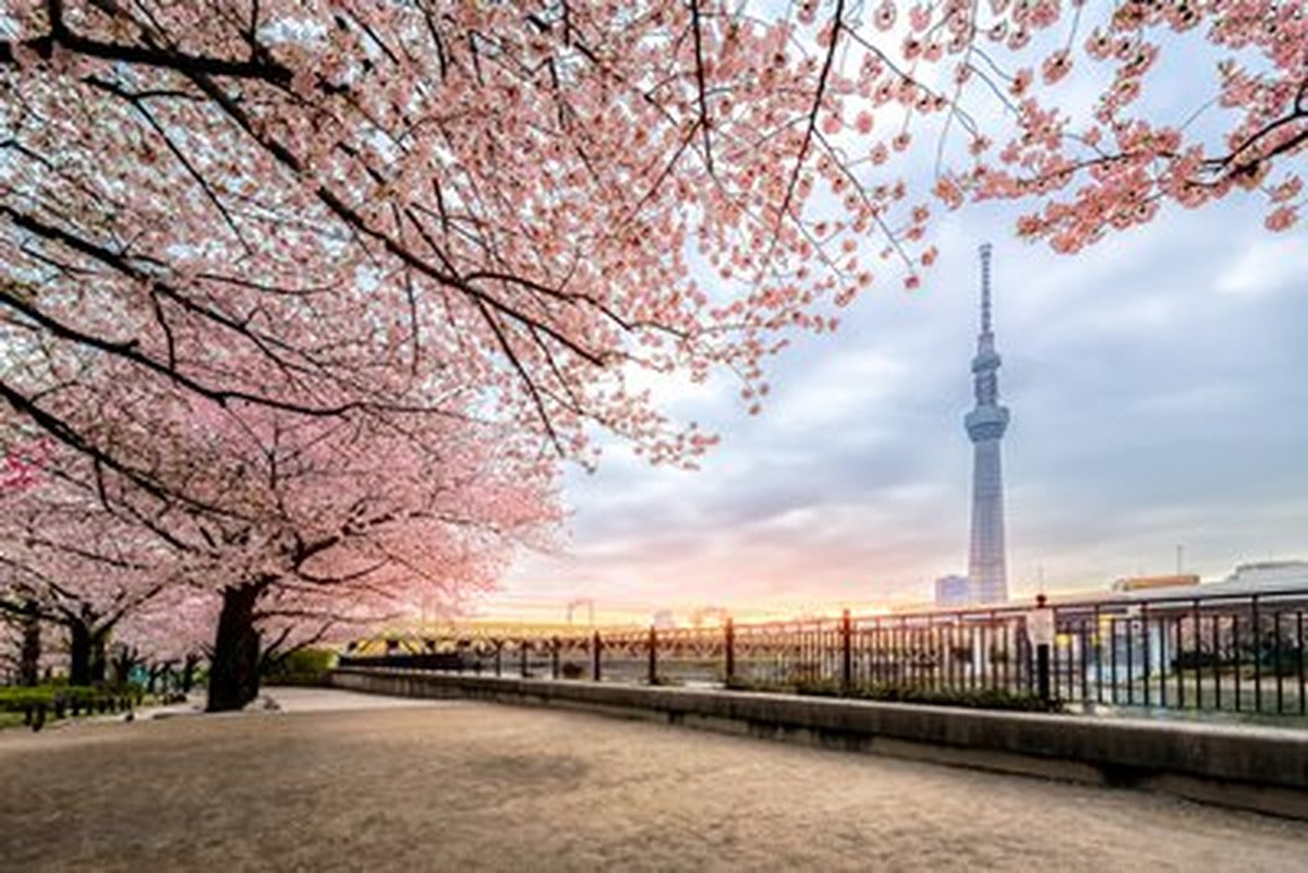 Tokyo Skytree ve Sakura Ağacı Yatay Kanvas Tablo