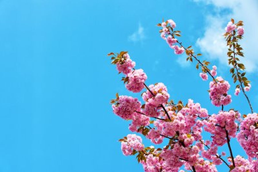 Mavi Gökte Pembe Çiçekli Dal Yatay Kanvas Tablo