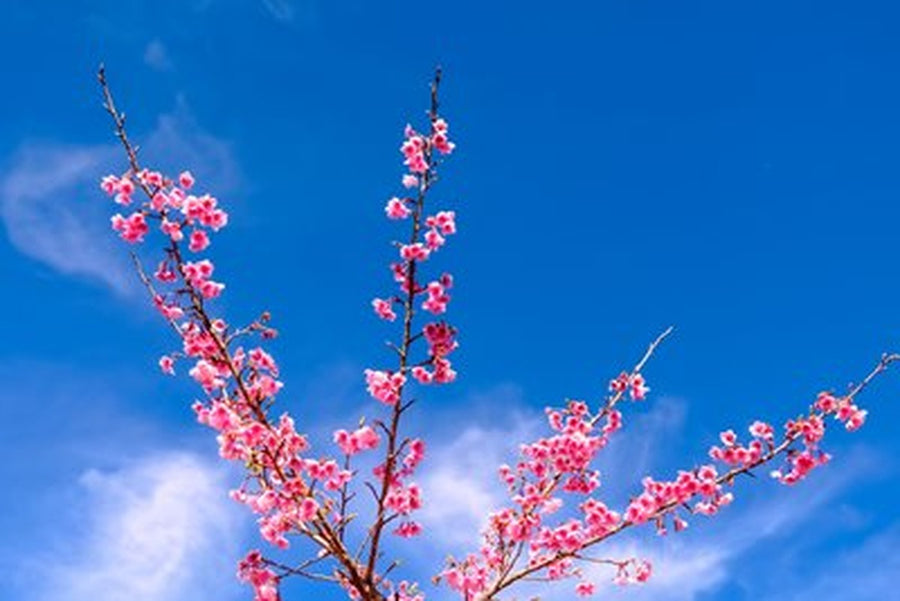 Mavi Gökyüzünde Pembe Sakura Dalları Yatay Kanvas Tablo