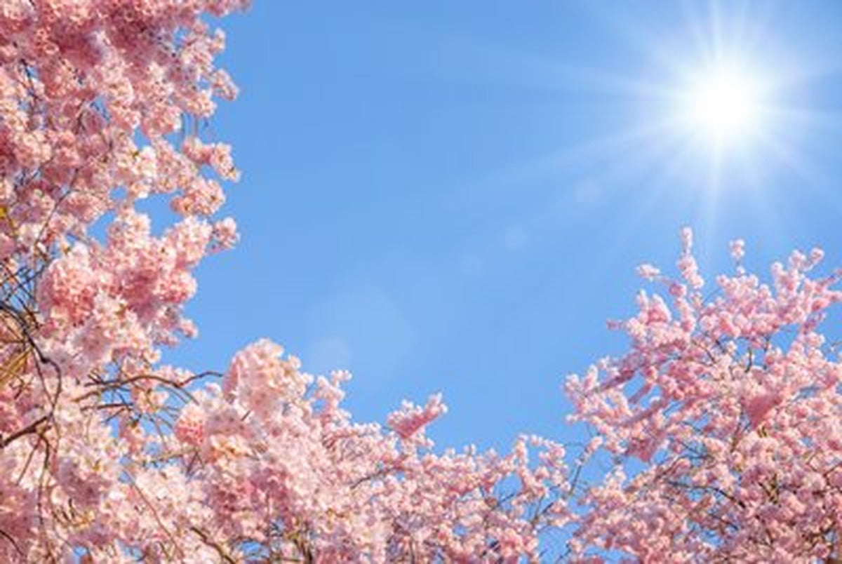 Pembe Kiraz Ağaçları ve Güneş Yatay Kanvas Tablo