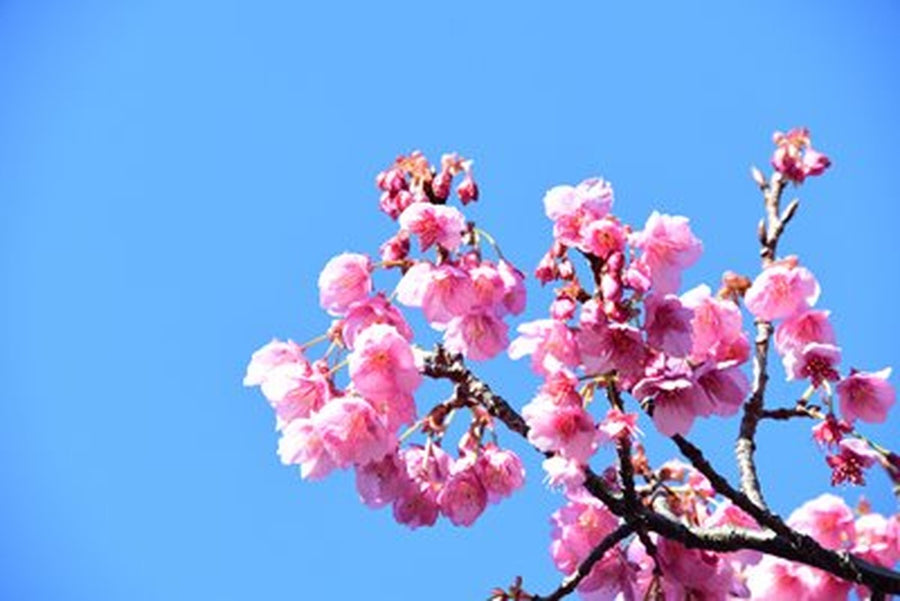Açık Mavi Gökte Pembe Sakura Kümesi Yatay Kanvas Tablo