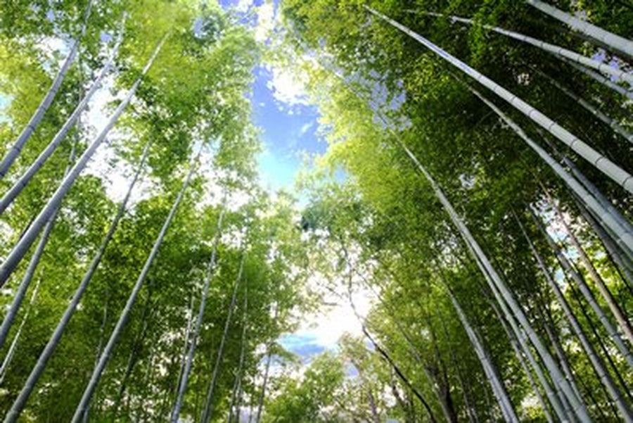 Yeşil Bambu Ormanı ve Gökyüzü Yatay Kanvas Tablo