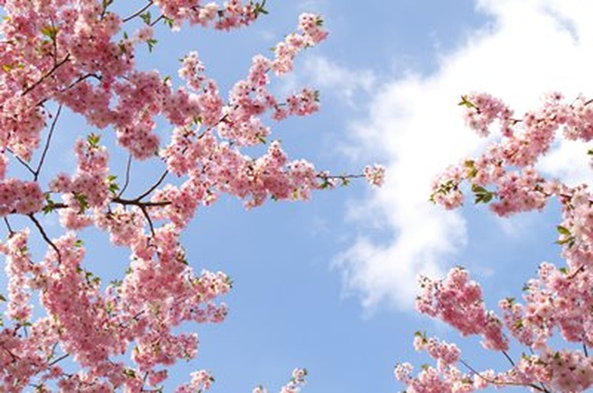 Pembe Sakura ve Bulutlu Gökyüzü Yatay Kanvas Tablo