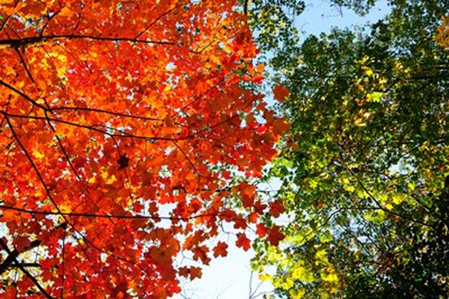 Kırmızı ve Yeşil Yapraklar Buluşması Yatay Kanvas Tablo