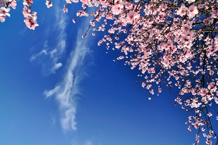 Pembe Sakura ve Tüy Bulut Yatay Kanvas Tablo