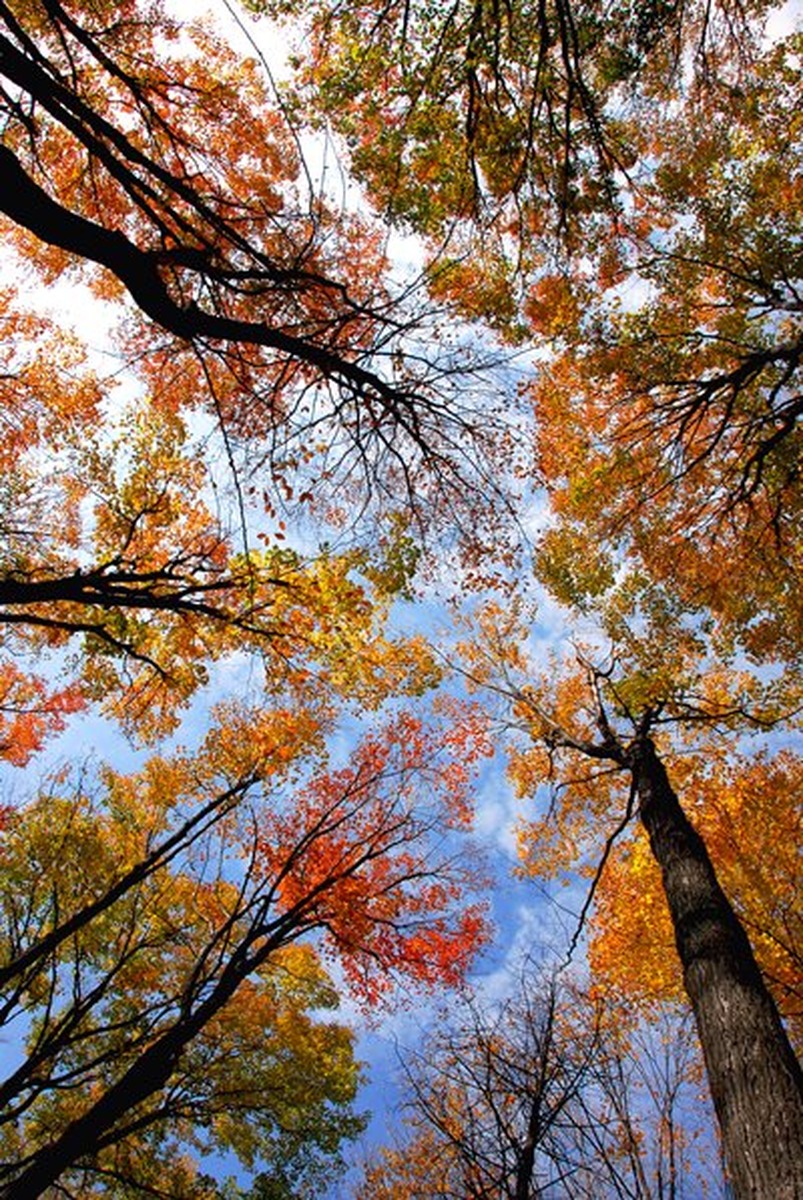 Kızıl Turuncu Sonbahar Ağaçları Dikey Kanvas Tablo