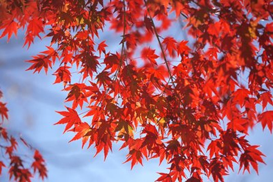 Kırmızı Japon Akçaağacı Yaprakları Yatay Kanvas Tablo