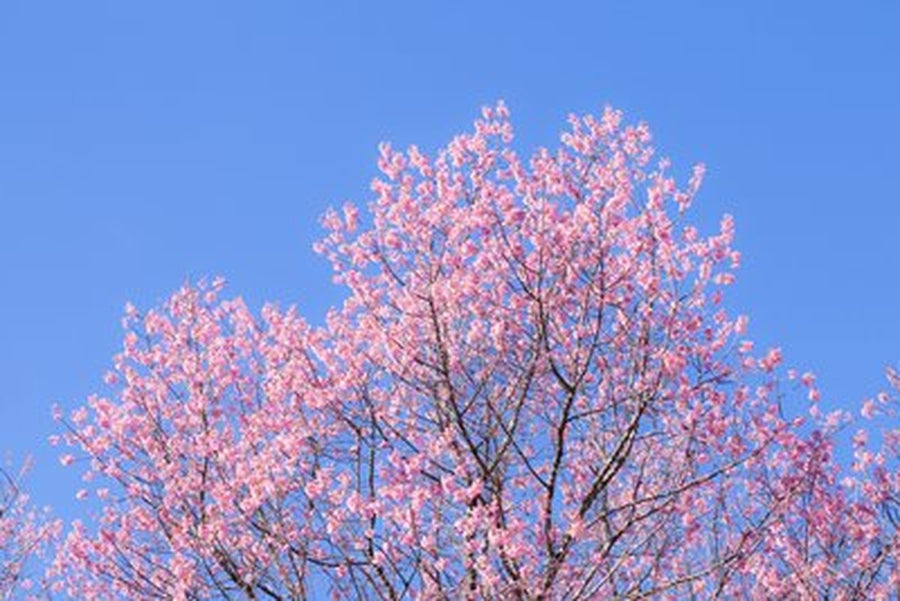 Pembe Çiçekli Ağaç ve Mavi Gök Yatay Kanvas Tablo