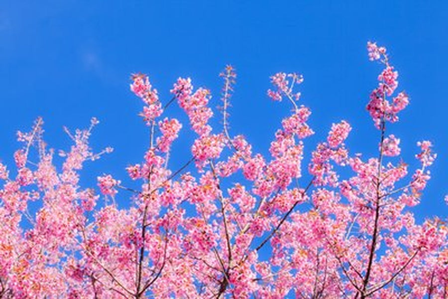 Pembe Sakura Dalları Yatay Kanvas Tablo
