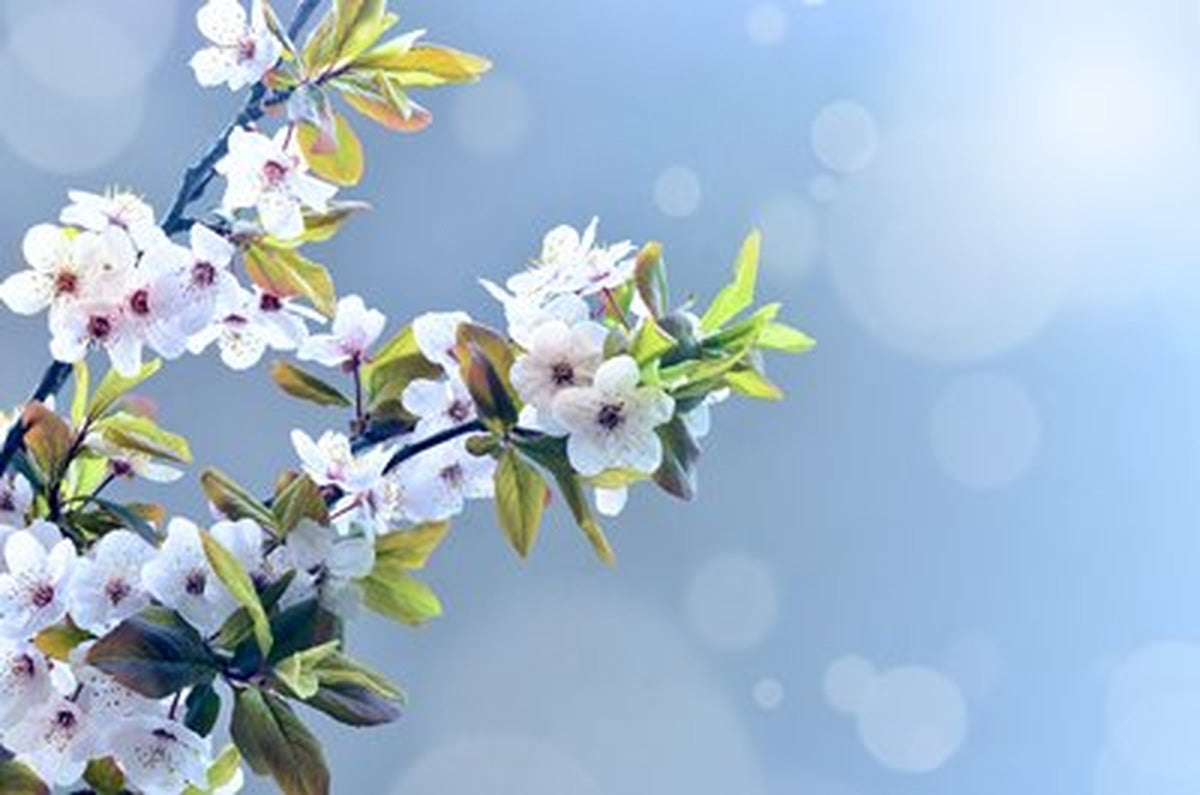Beyaz Elma Çiçekleri ve Işık Yatay Kanvas Tablo