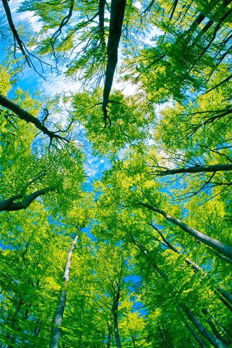 Yeşil Bambu Ormanı Tavanı Dikey Kanvas Tablo