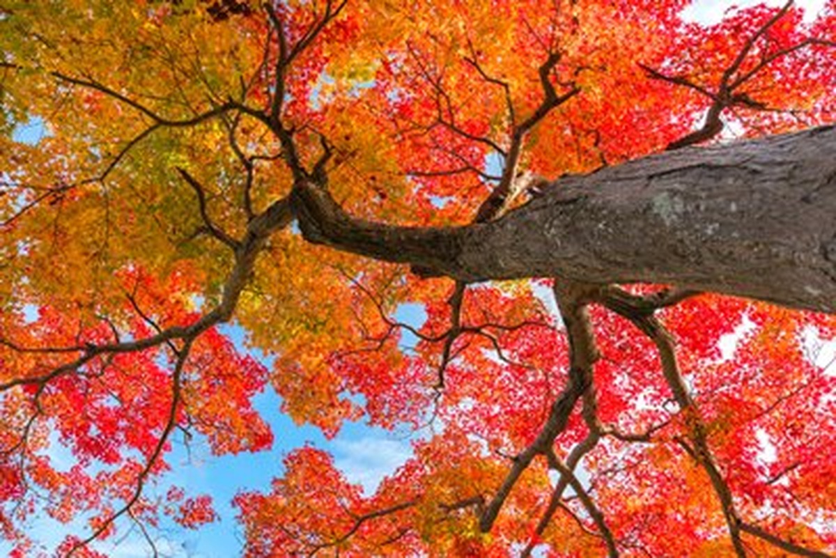 Kızıl Akçaağaç Gövdesi ve Gök Yatay Kanvas Tablo