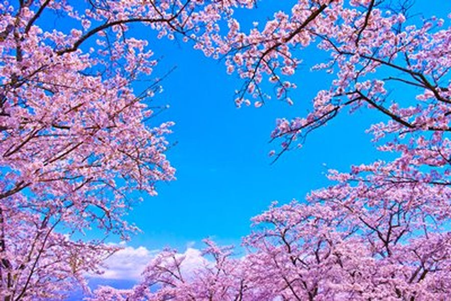 Pembe Sakura Tüneli ve Mavi Gök Yatay Kanvas Tablo