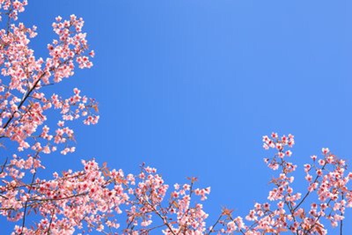 Pembe Kiraz Dalları ve Boş Gök Yatay Kanvas Tablo