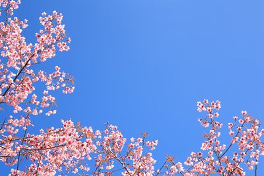 Pembe Kiraz Dalları ve Boş Gök Yatay Kanvas Tablo