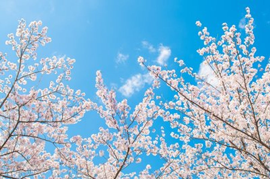 Beyaz Sakura Dalları ve Bulutlu Gök Yatay Kanvas Tablo