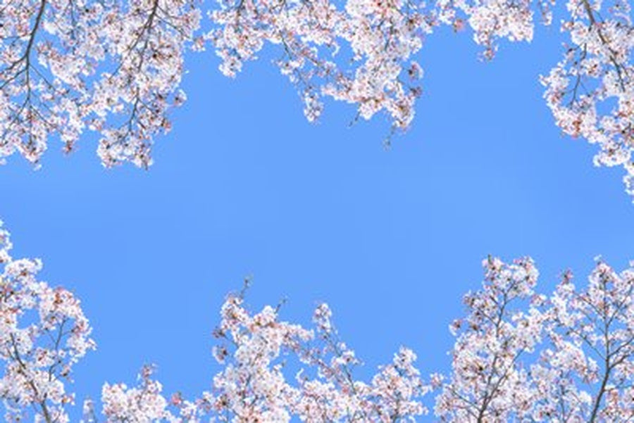 Sakura Çerçeveli Açık Mavi Gök Yatay Kanvas Tablo