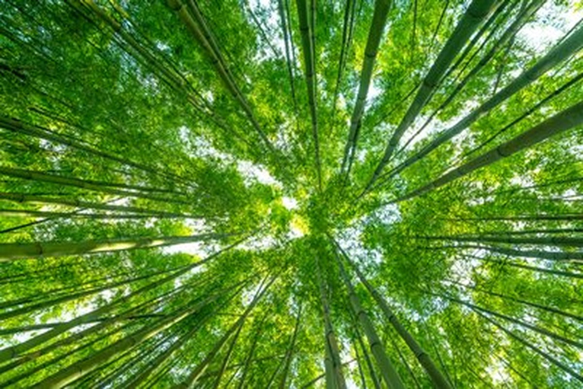 Bambu Ormanından Gökyüzüne Bakış Yatay Kanvas Tablo