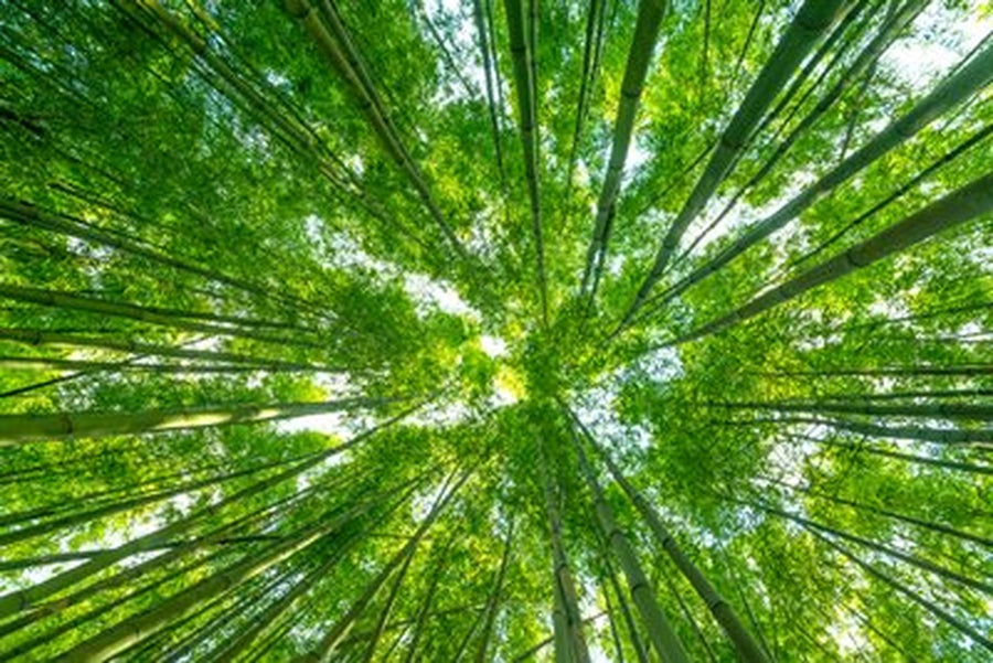 Bambu Ormanından Gökyüzüne Bakış Yatay Kanvas Tablo