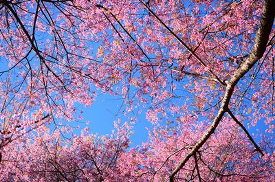 Pembe Sakura Dalları ve Mavi Gök Yatay Kanvas Tablo